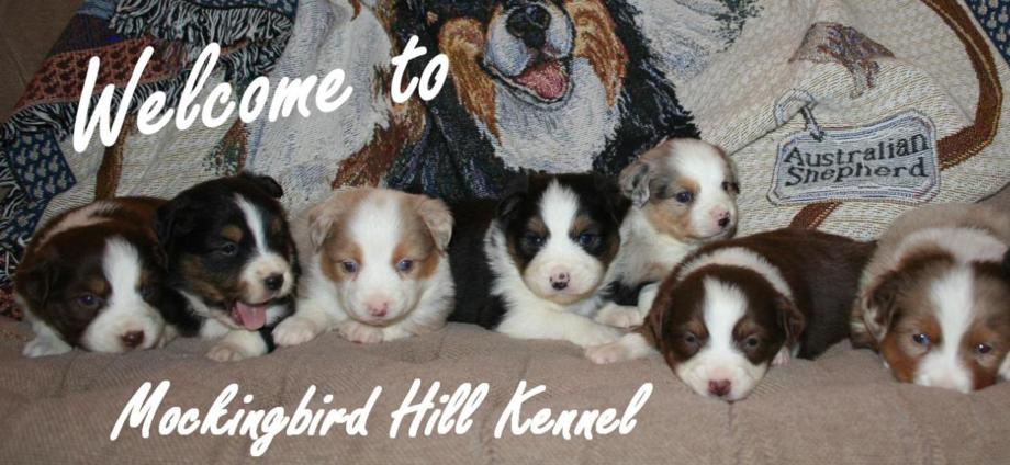 mini aussie puppies for sale $500